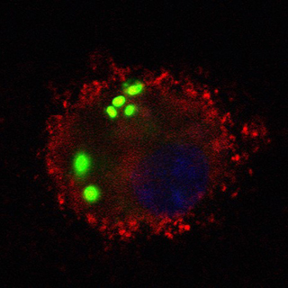 S. pneumoniae bacteria that have been engulfed by a macrophage from a wild-type mouse