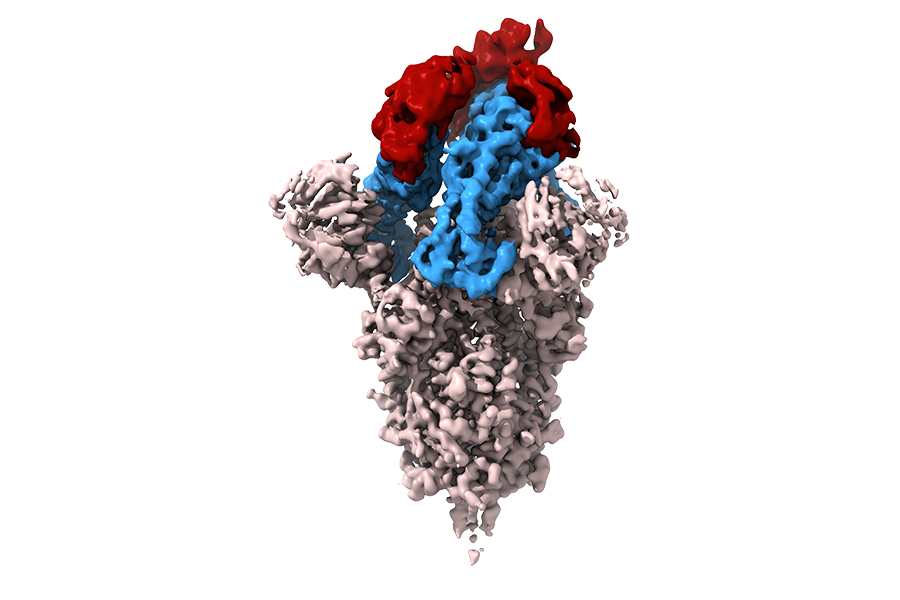 Small antibodies stick to a virus, preventing it from infecting a cell.